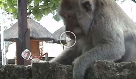 Monos salvajes en Bali aprenden a extorsionar a turistas para conseguir comida